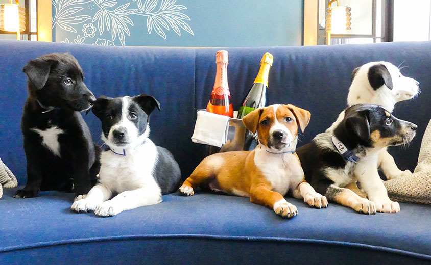 Pet Friendly Rooms